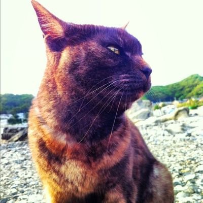 noranoibasho's profile picture. 時々にゃあと鳴く野良猫
双極性障害とか子供恐怖症とか。
滅多に現れませんにゃ〜
