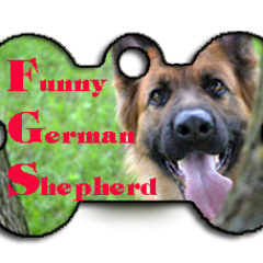 The German Shepherd Dog is respected and admired throughout the world for its versatility, intelligence, and loyalty.