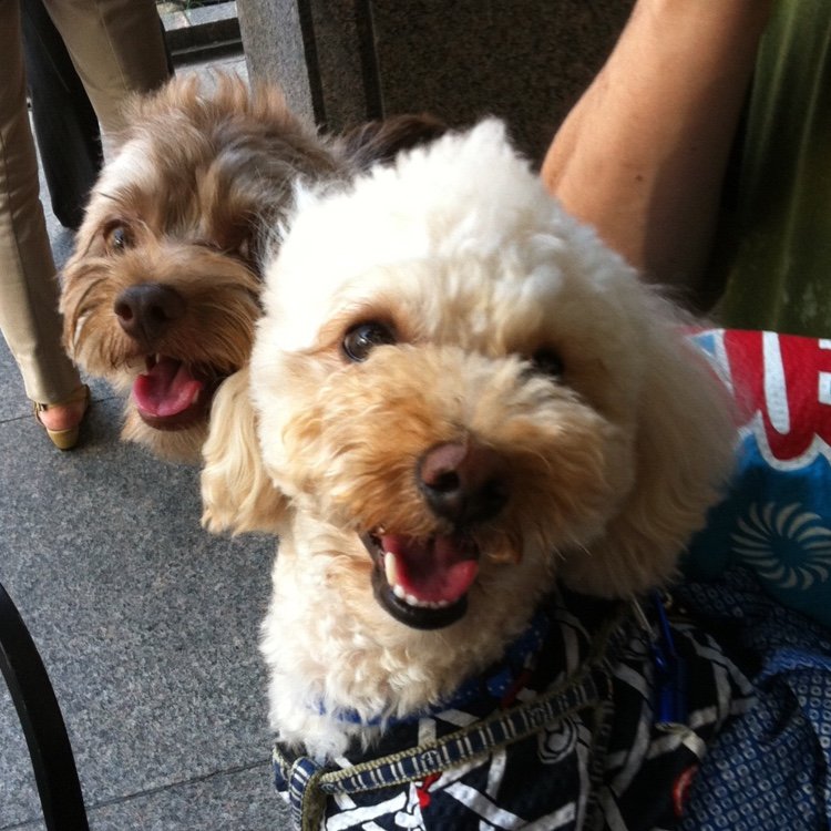 YUKICREATE's profile picture. movies/TV dramas/arts/books/dogs/English/Français