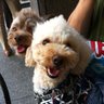 YUKICREATE's profile picture. movies/TV dramas/arts/books/dogs/English/Français
