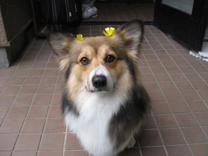 Hello☆I Love Corgi!!
ウチの愛犬の写真を載せてます🎵
2008.05.13(推定)~2023.8.7🌈
無言フォロー歓迎です☆そして無言フォロー許してください!気に入った投稿はRTさせてください🐶
愛犬のコーギー(ケンちゃん♂)と家の車のMINIが好きです♪