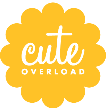 Cute Overload (@CuteOverload) / X
