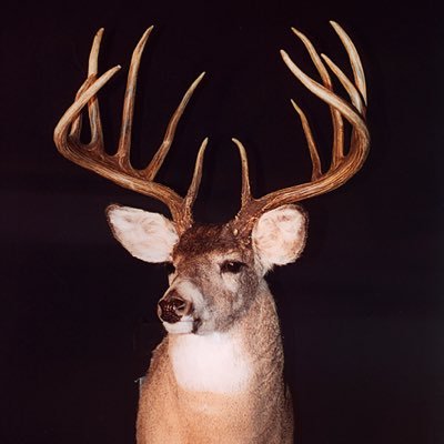 I am a guitarist and an avid mountain snowmobiler. I love the outdoors and the art of hunting