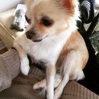 チワワのゆず (@yuzu_20110918) 's Twitter Profile