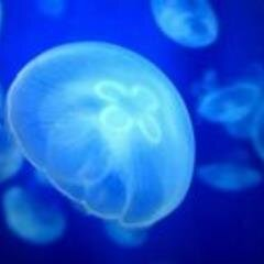 空乃くらげ (@sorano_kurage) / Posts / X