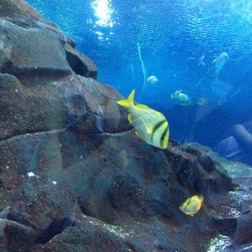 globalsenior2's profile picture. Enjoy life as a Global Minded Adventurous Senior! Community Involvement. Education. Health. Hobbies. Travel. #SeniorLifestyle #HealthyAging #AgingGracefully