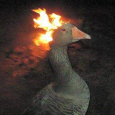 Doge_elyoutuber's profile picture. un simple usuario que se la quiere pasar bien y compartir su humor