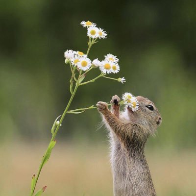 we're addict to lovely animals,follow us to see their lovely pictures!