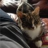 TheLifeOfMadge's profile picture. Hi, I'm Madge, Social media influencer, a rescue cat, I'm living the life of... well Madge!.. oh and I should probably mention my #lilsis @lifeoflilbetsy