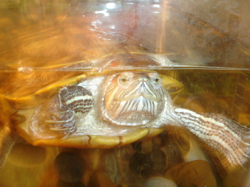 I'm a red-eared slider. Feed me!