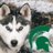 CnsrvativeHusky's avatar