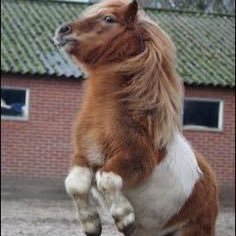 machominihorse's profile picture. I post cute pics of mini horses I follow back anyone who follows me I follow everyone who follows me and and likes my pics