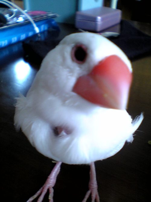 tyappy0723's profile picture. 福岡の田舎に住む会社員です。 シュミはジャズダンス♪週２回、久留米でレッスン受けてます。スケートやスノボも好き！ ミニチュアダックスを飼ってます。人見知りなんだけど犬見知り…犬友を作ってあげなくっちゃ(^_^;)