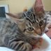 Phi Beta Cat (@phibetacat1) Twitter profile photo Phi Beta Cat (@phibetacat1) Twitter profile photo