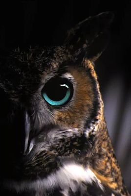 nyte_wylder's profile picture. Originally from a small town in Maine named Derry. Now, I'm deep in the heart of TX.  Can't wait to see the basement in the Alamo! Gamer, Horror film buff.