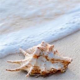 BeachC13anBsect's profile picture. 伊藤さくらを陰ながら全力(でも微力w)でサポートする垢