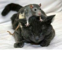 🐱山田Ｒ🐱🐻🐟🍀🧸 (@kumayamakumarr) Twitter profile photo