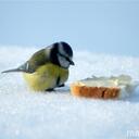 POLLY Esther - @Zorrofaute - Twitter