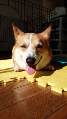 mstitch's profile picture. ☆☆☆コーギー最強説☆☆☆
2009年生まれの愛するコーギー&2018年生まれの愛する娘