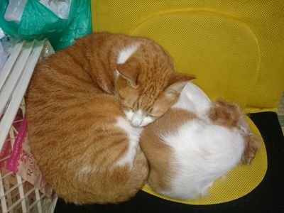 kikunyan87's profile picture. うつ病・甲状腺機能低下症・自律神経失調症・子宮筋腫を持つ、シングルマザーです。
趣味は多数で、手作り石鹸・編物などなど…

アロマテラピーインストラクター・アロマペットテラピー・アロマリンパインストラクター・樹医の免許を、持ってます(^-^)v

娘は口唇口蓋裂で、バタバタ生活を送ってます♪