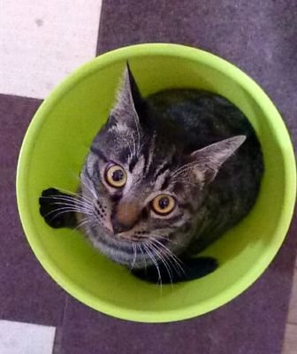 chiko1702's profile picture. 