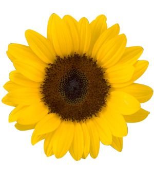 u2s2k's profile picture. 