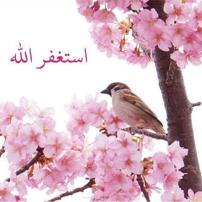 لدي قواعدي وفلسفتي في الحياة ستجد هنا بعضاً منها والبعض الآخر جزء من إهتماماتي وأرآء قد لاتعنيك...