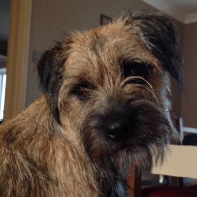I am a Border Terrorist and Member of the #BTPossee and Essex Border Terriers FB Group