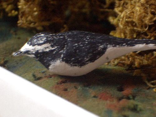 zxcvaq's profile picture. 鳥見／Mac／iPhone／GARMIN／語学の勉強をおこたり、マンガばかり読んでいるが、最近は理解力が追いつかなくなってきた。