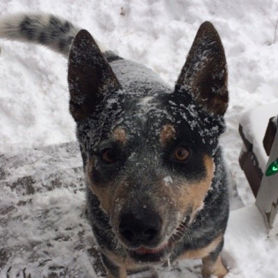 Australian Cattle Dog | Obedience, Agility, Rally, Hikes, Cuddles. Psychiatric SDIT | 4/10/10