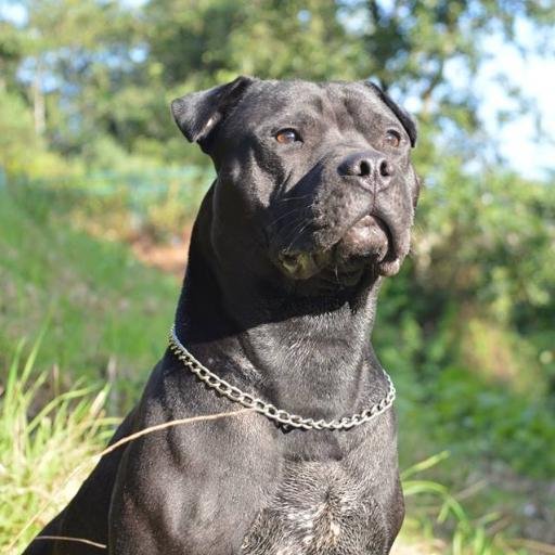 Tyson - 27/O3/14 - Black Pitbull x Staffie