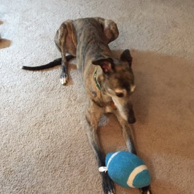 JoFilehound60's profile picture. 