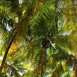 Top&Best Pics of French Guiana : La Terre n'appartient pas à l'homme, c'est l'homme qui appartient à la Terre. (Proverbe Amérindien)