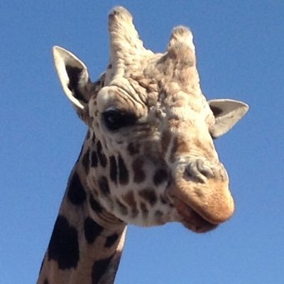 RWiserandi's profile picture. Grandmother who loves beaches, sunsets, the gentleness of Giraffes, the silliness of otters and the unconditional love of Dogs.  Also a liberal nonpartisan.