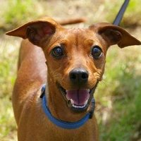 hogar animal feliz (@_hogaranimal) 's Twitter Profile