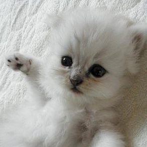 mm_n's profile picture. フリーのSE・PGです。アシュタンガ ヨガ練習中。 アシュタンガ ヨガ/自然農法/アロマ/トワイライト/トーキョーバイク/猫/旅行/英会話/yoga/Natural farming/aroma/Twilight/tokyo bike/cat/travel/English