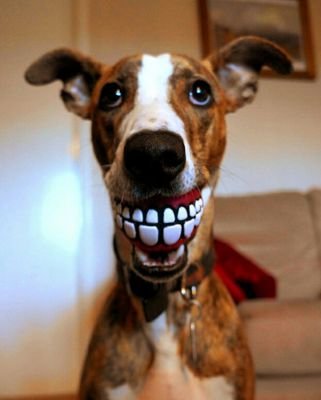 Gorm-Shortened version of the word 'Gormless' Used to describe a stupid individual looking seriously deprived of intelligence. That's me. Lurcher.