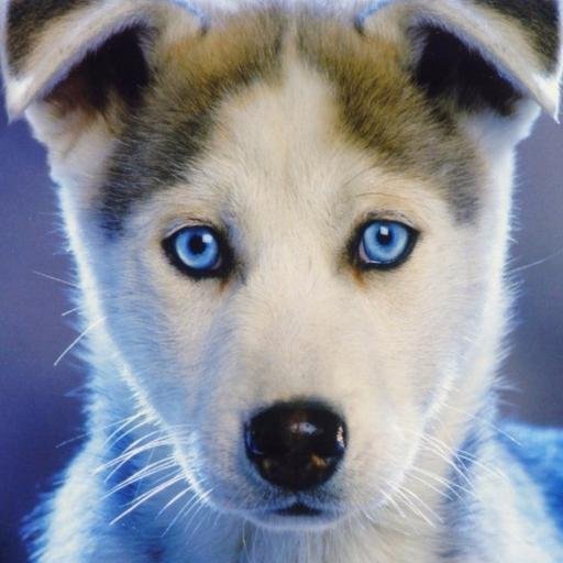 Paiinbeast's profile picture. CS:GO Player 
Currently free Agent https://t.co/AL13IcwCIS