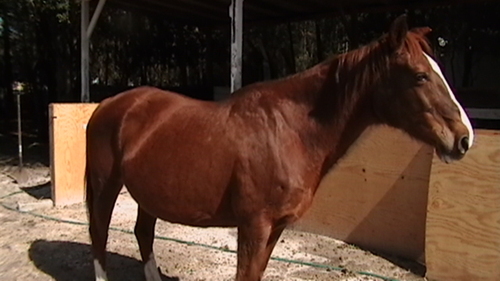 mandymaemose's profile picture. Registered AQHA born May 15, 1982.  Her name to us is Mandy but her previous name was Precious.  She is due March 1st-3rd