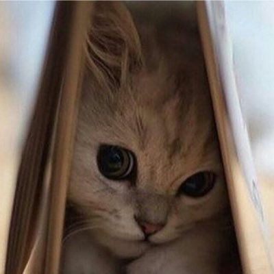 Zeyneb1970's profile picture. 