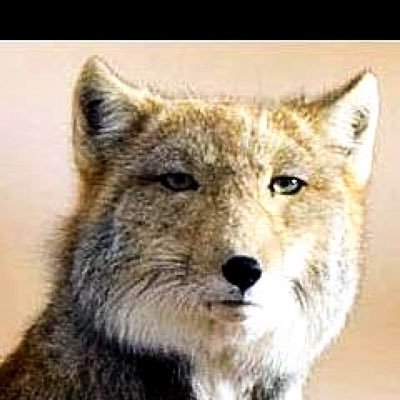 pisupisupiisu's profile picture. 巨乳、爆乳好きの変態。