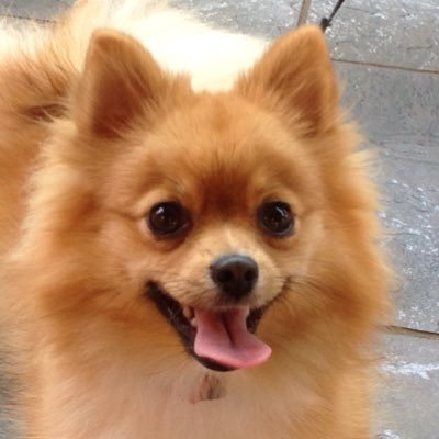 koropapa1957's profile picture. ポメ歴20年、可愛いポメの写真に思わず♡しちゃいますo(^_^)o   でも、反日三国人・帰化人の横暴は許せません！