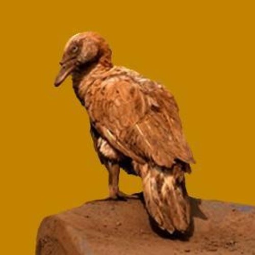 Grupo Independente para Avaliação do Impacto Ambiental - (Samarco/Rio Doce)
Access to the English version: https://t.co/NKo1fo4MO7