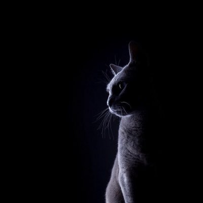 se_ra_ru's profile picture. 基本読む専。