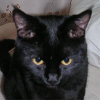 黒猫FromHell (@deathneco) Twitter profile photo