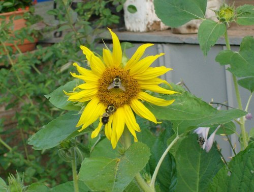 Pdorman6647's profile picture. 