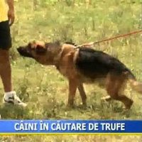 Nutnbutdatrufh (@nutnbutdatrufe) 's Twitter Profile