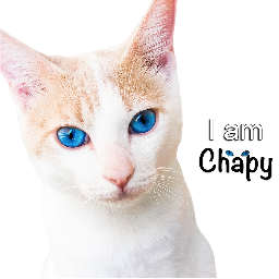 I am Chapy and I just want to make you Happy! Don't worry, be Chapy!