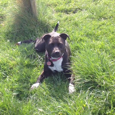 sophie_vetnurse's profile picture. 