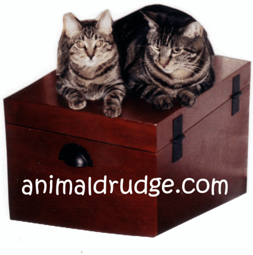 Meet Sunday and Monday, Kit-tays of AnimalDrudge.com in Constant Trouble. Who Will Get A Time-Out Next? Will Monday Be Put On A Diet? Stay Tuned For Tails....